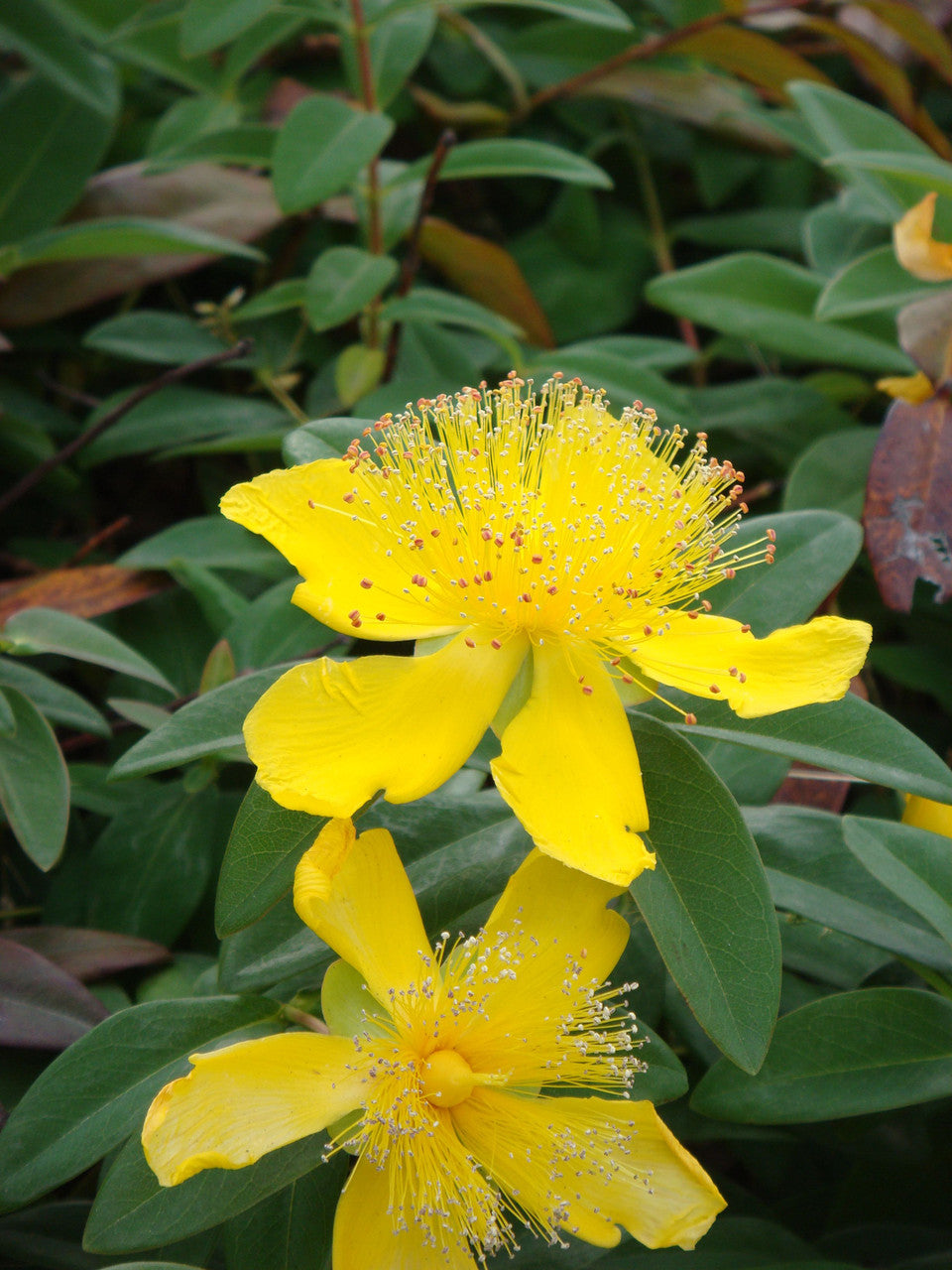 Hypericum calycinum
