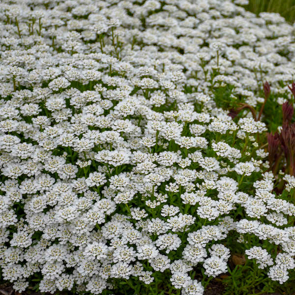 Iberis sempervirens 'Alexander's White'