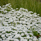 Iberis sempervirens 'Alexander's White'