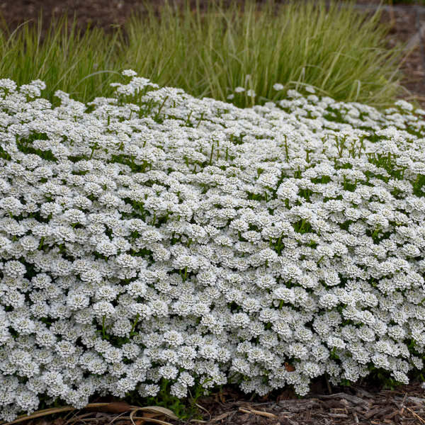 Iberis sempervirens 'Alexander's White'