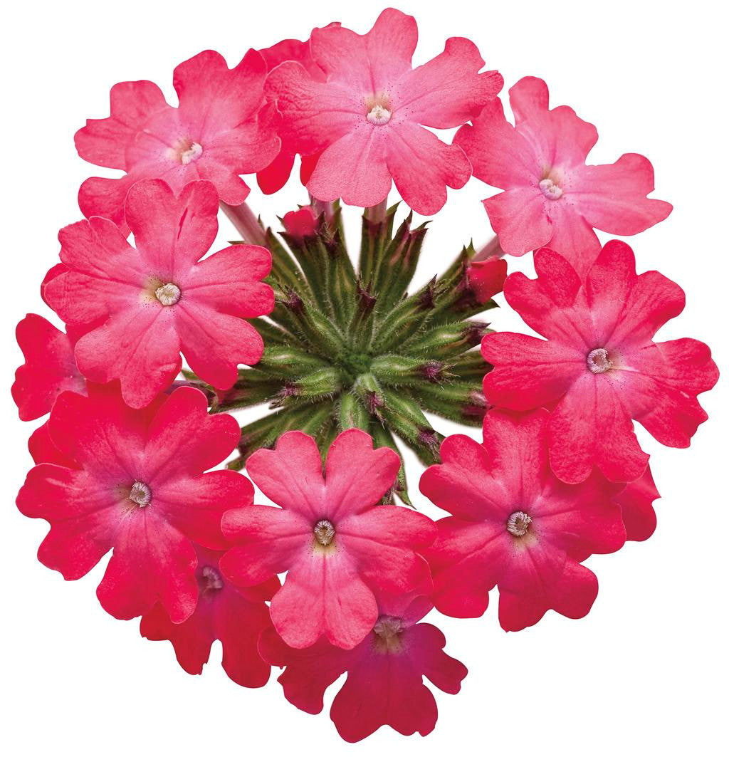 Verbena hybrid 'Superbena Royale®Iced Cherry' flower