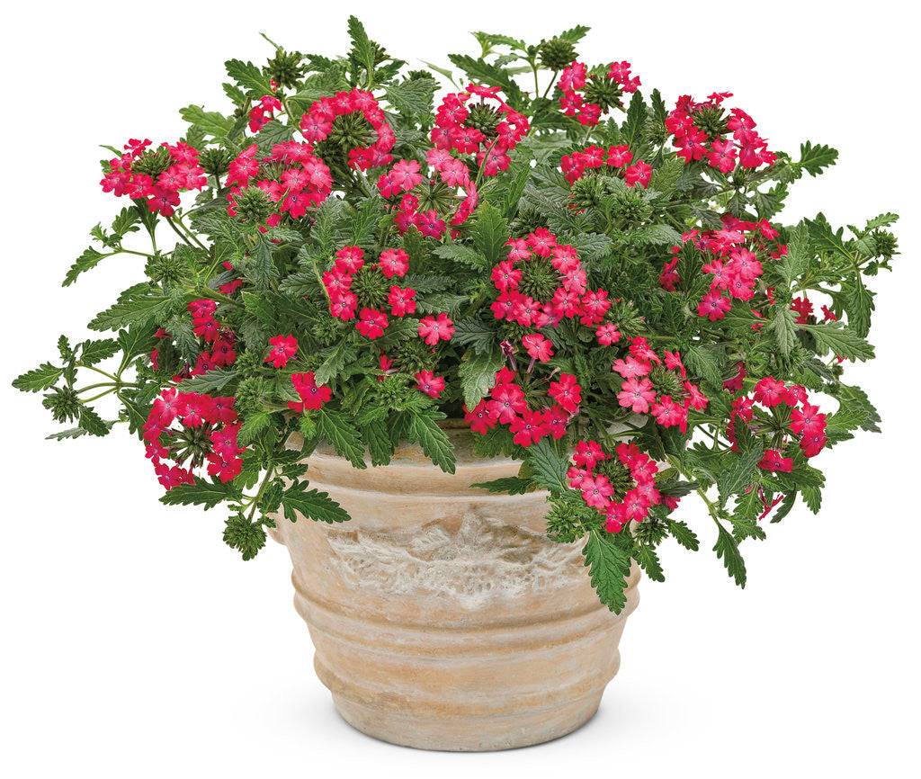 Verbena hybrid 'Superbena Royale®Iced Cherry' in decorative pot
