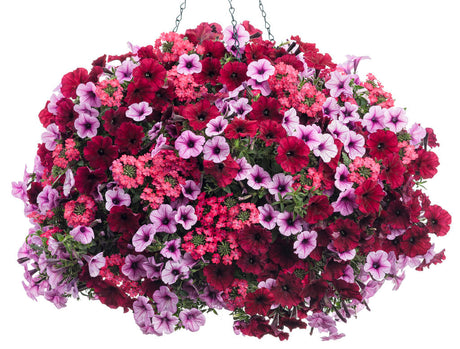 Verbena hybrid 'Superbena Royale®Iced Cherry' combination