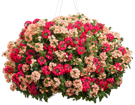 Verbena hybrid 'Superbena Royale®Iced Cherry' combination