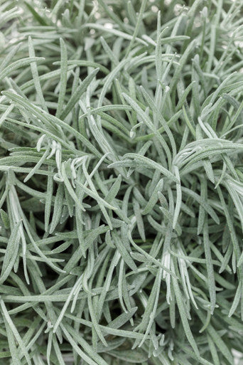 icicle succulent Proven Winners Helichrysum thianschanicum 'Proven Accents Icicles'