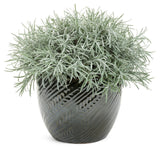 Helichrysum thianschanicum 'Proven Accents® Icicles' in decorative pot