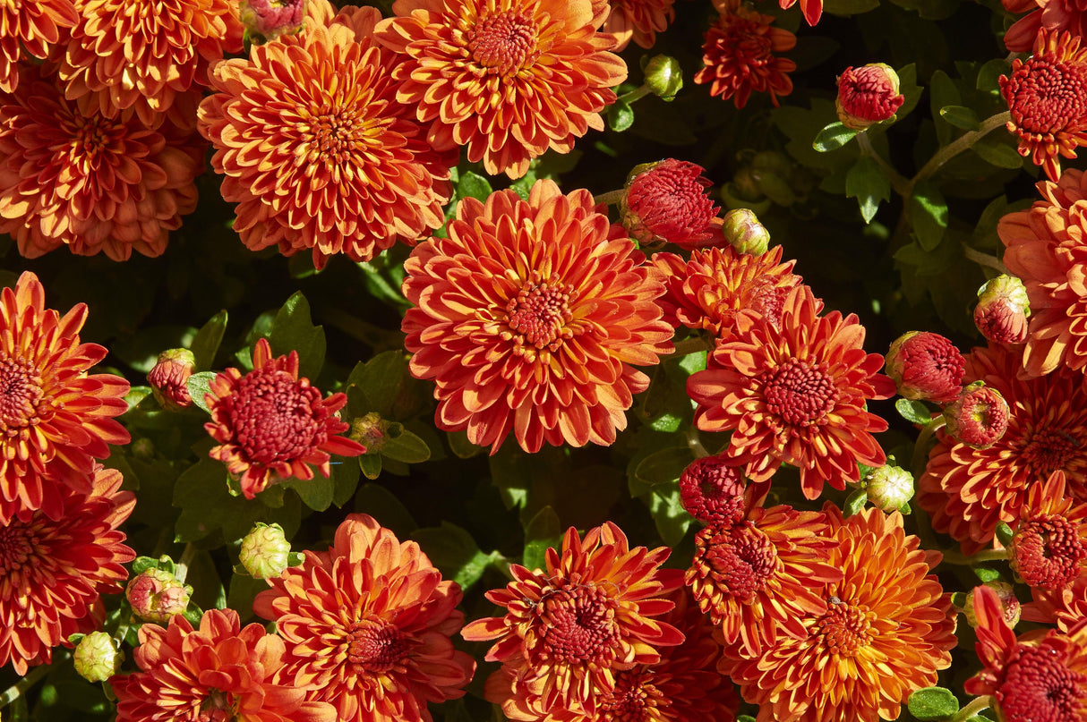 Chrysanthemum 'Harvest Igloo' - 10 Inch Pot