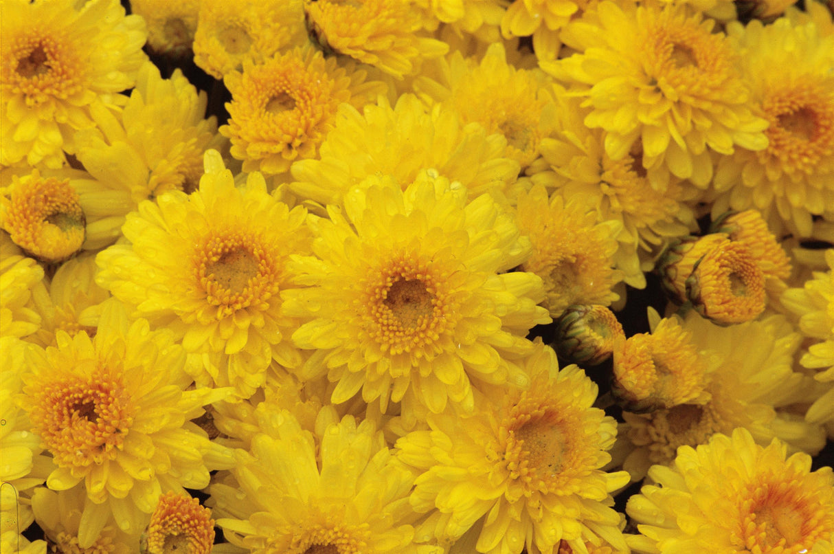 Chrysanthemum 'Igloo Sunny Yellow' - 10 Inch Pot