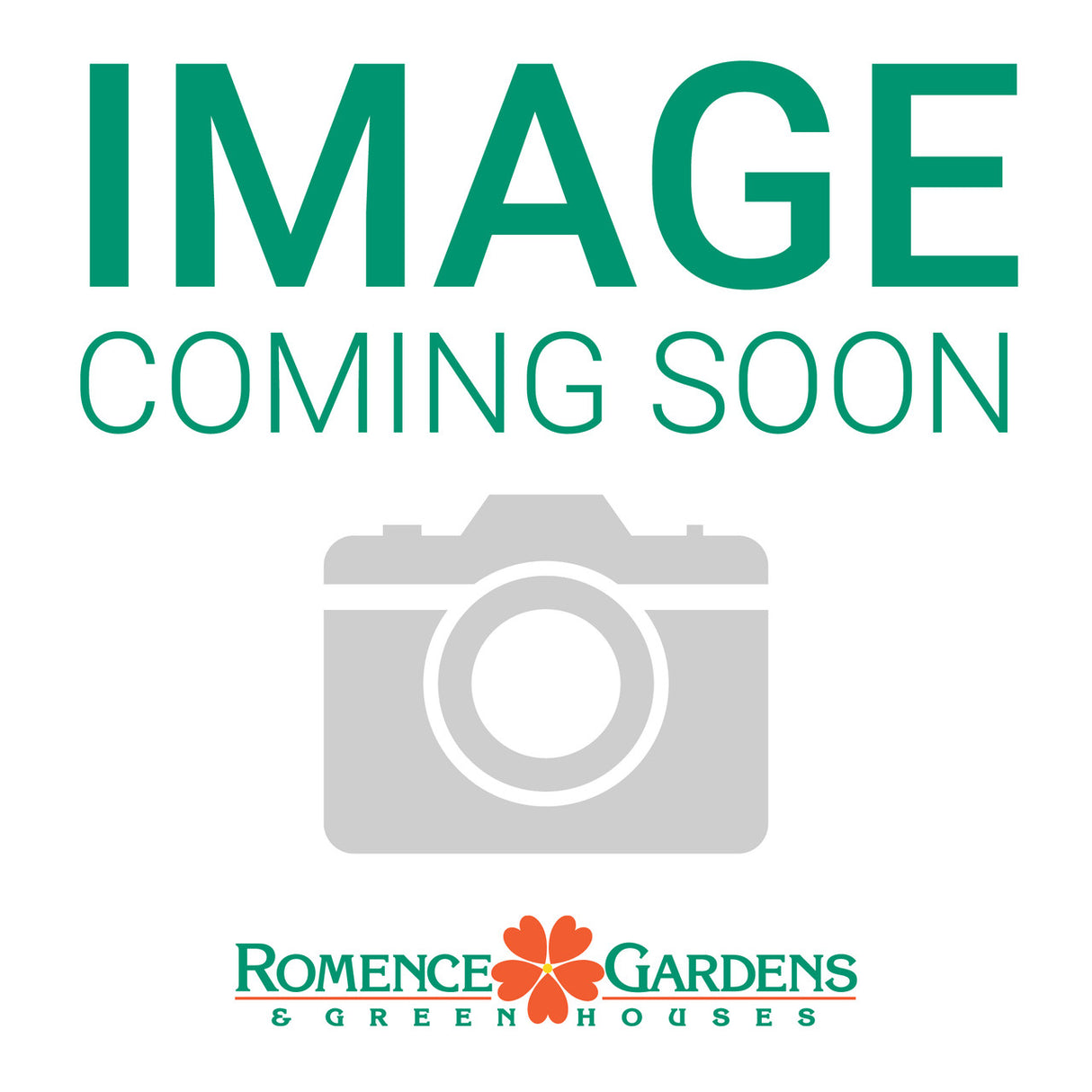 Echinacea 'Pixie Meadowbrite'