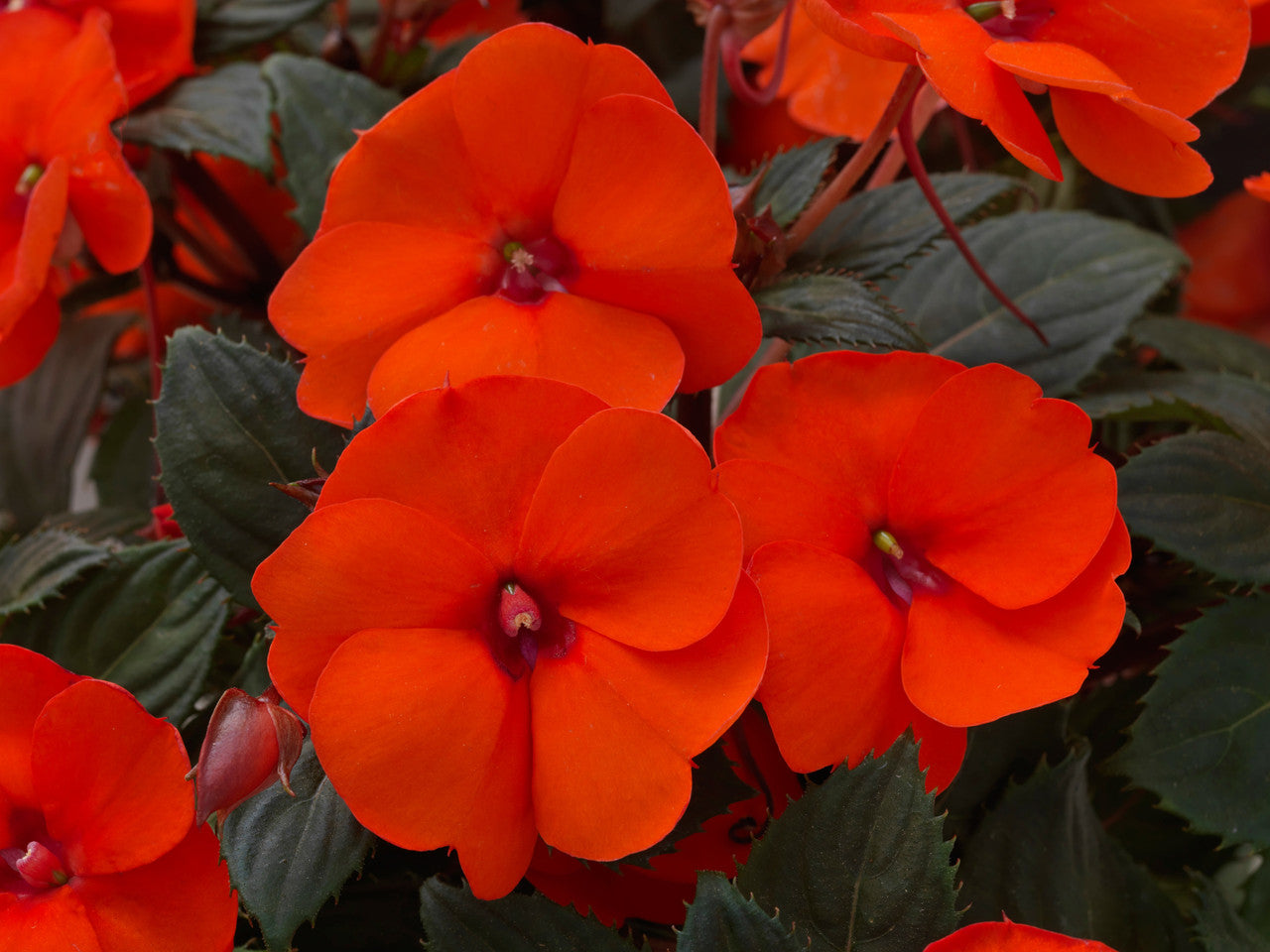 Impatiens SunPatiens® 'Compact Hot Coral'