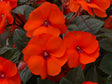 Impatiens SunPatiens® 'Compact Hot Coral'