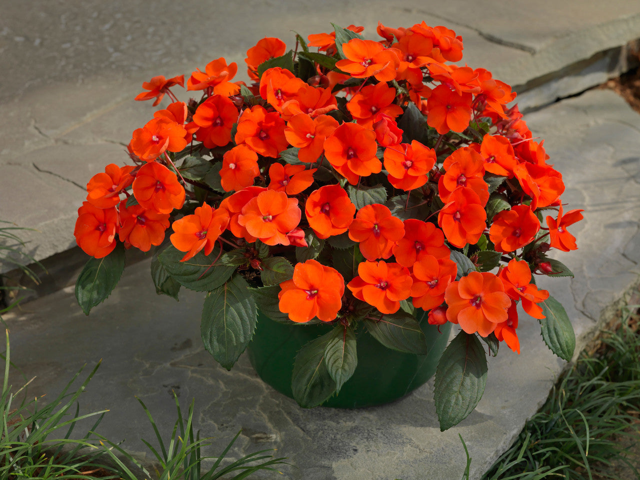 Impatiens SunPatiens® 'Compact Hot Coral'