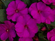 Impatiens SunPatiens® 'Compact Purple'