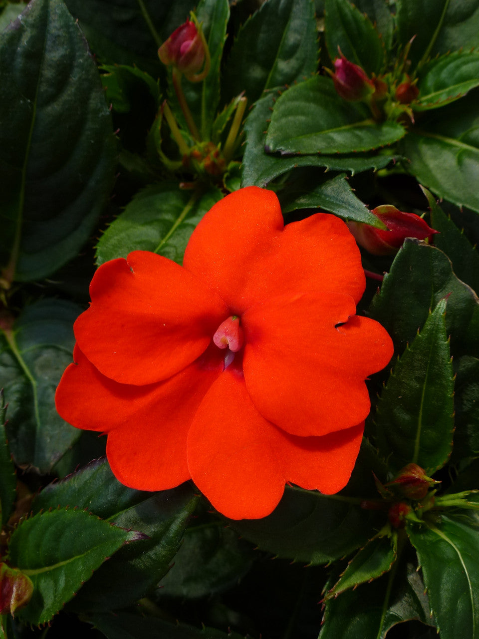 Impatiens SunPatiens® 'Compact Electric Orange'