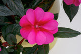 Impatiens SunPatiens® Compact Purple Candy bloom