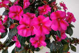 Impatiens SunPatiens® Compact Purple Candy