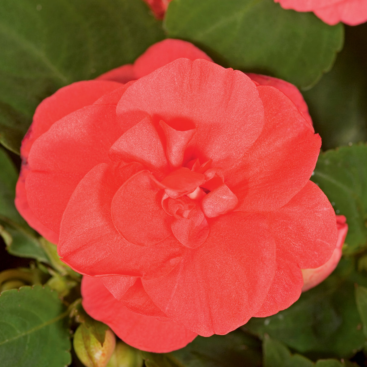 Impatiens walleriana 'Silhouette® Salmon'