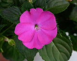 New Guinea Impatiens 'Sol Luna Prime™ Orchid'