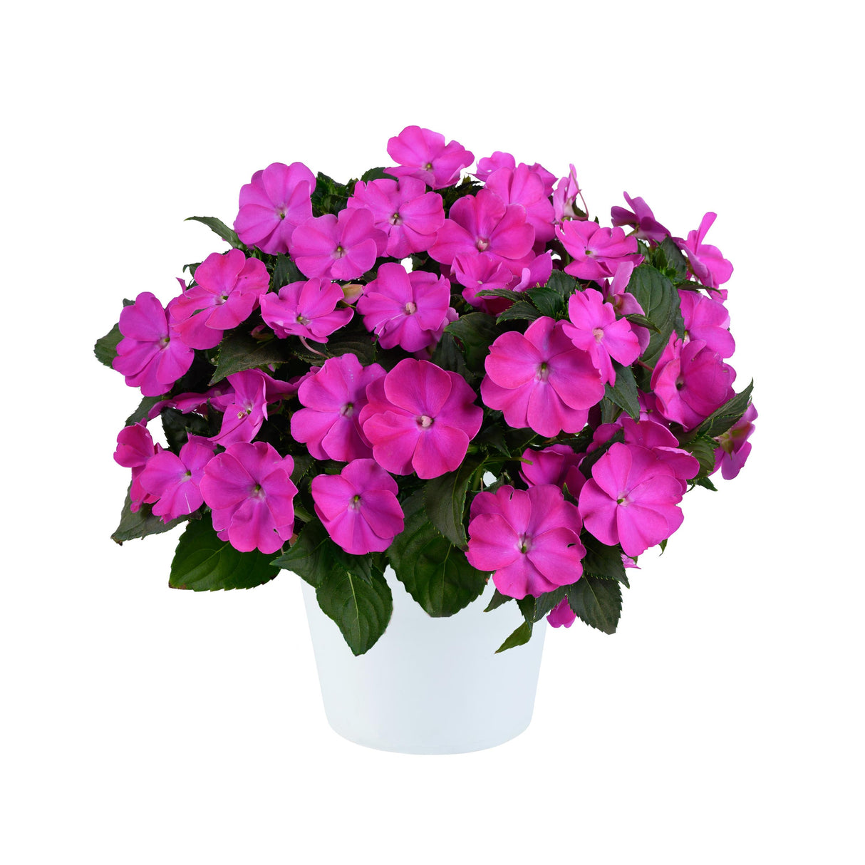 New Guinea Impatiens 'Sol Luna Prime™ Orchid'