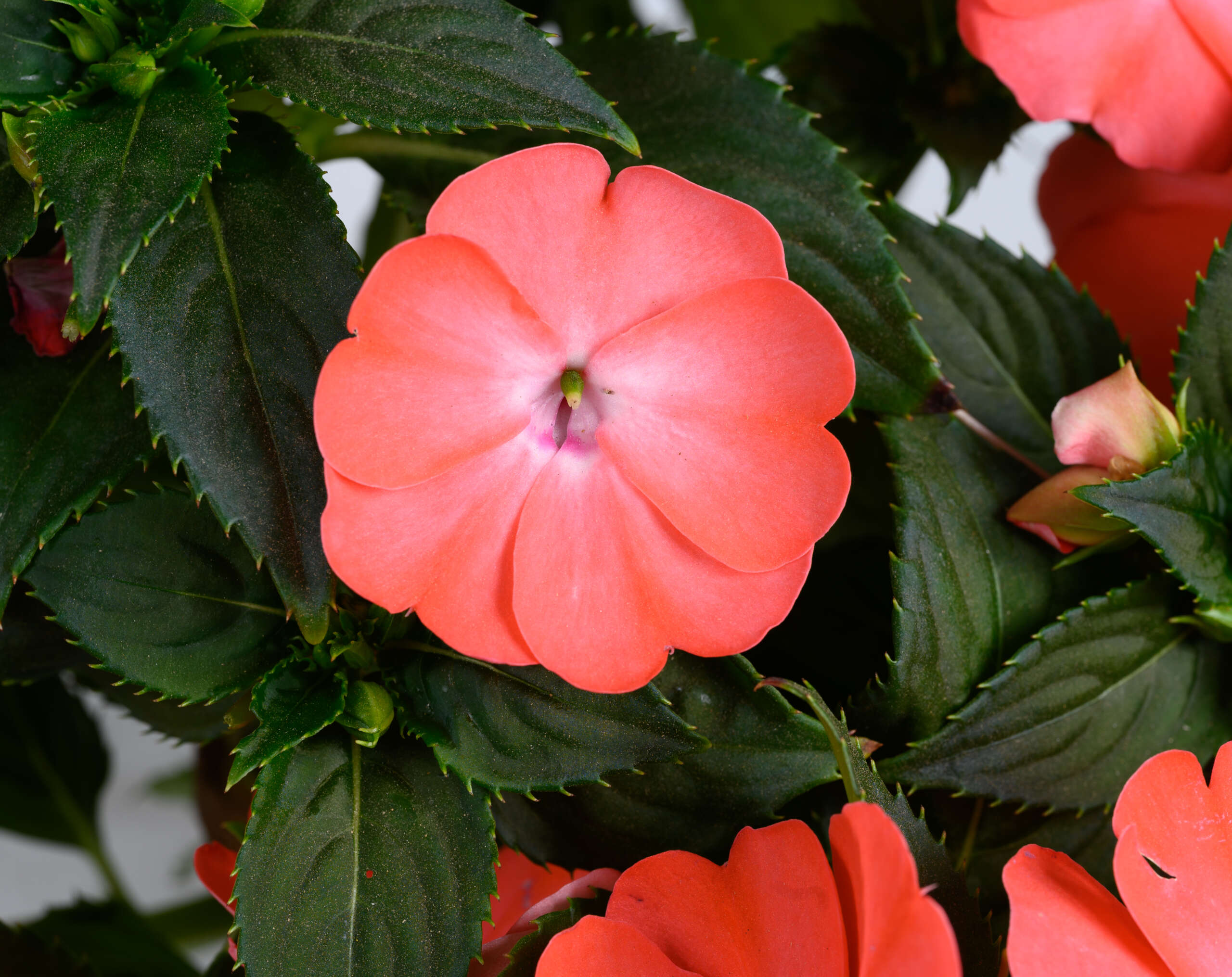 New Guinea Impatiens 'Sol Luna Prime™ Peach' – Romence Gardens