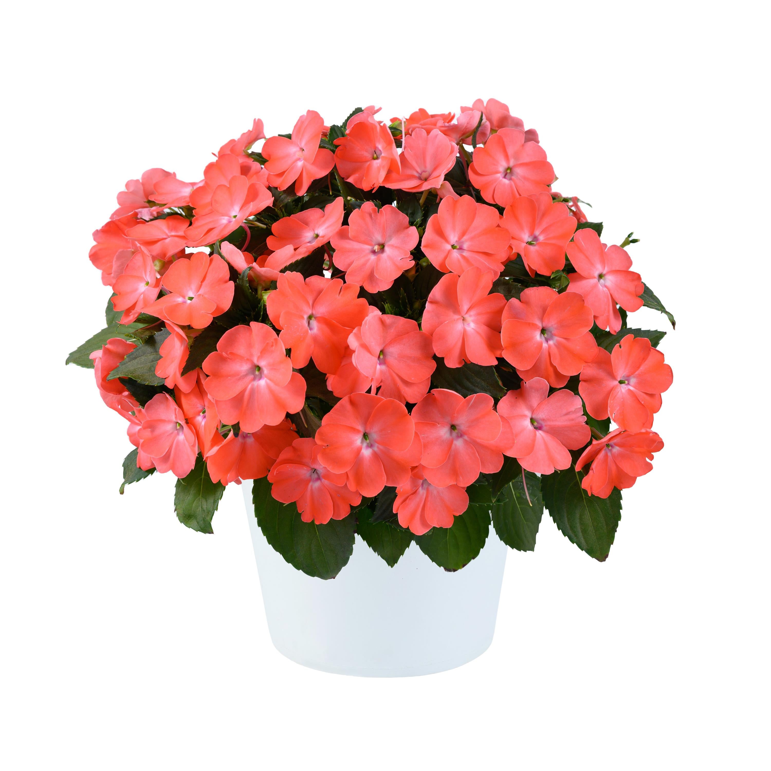 impatiens_solprimepeach2.jpg?