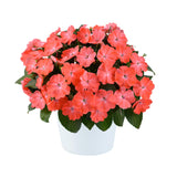 New Guinea Impatiens 'Sol Luna Prime™ Peach'