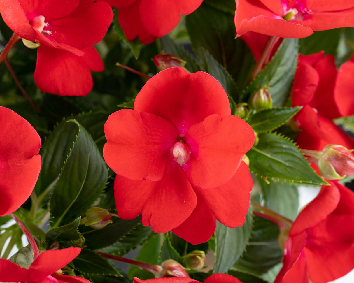 New Guinea Impatiens 'Sol Luna Prime™ Red'