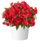 New Guinea Impatiens 'Sol Luna Prime™ Red'