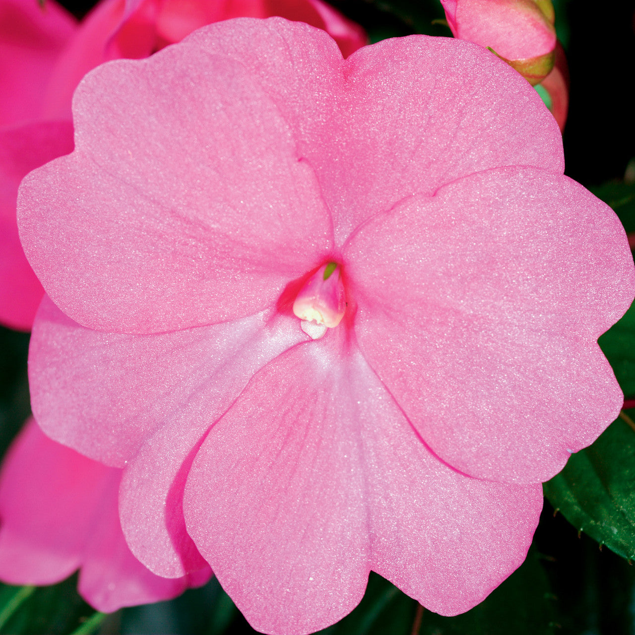 New Guinea Impatiens 'Sonic Bright Pink' – Romence Gardens