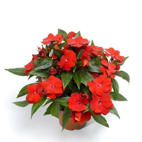 New Guinea Impatiens 'Sonic Deep Red'