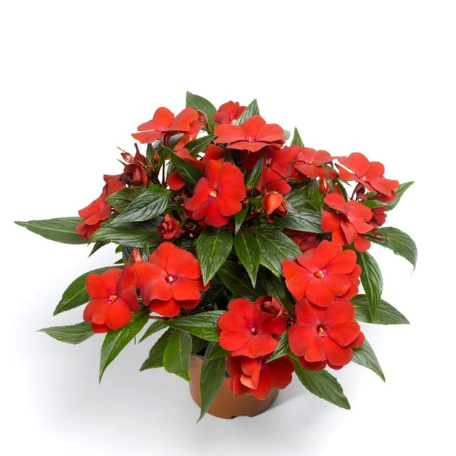 New Guinea Impatiens 'Sonic Deep Red'