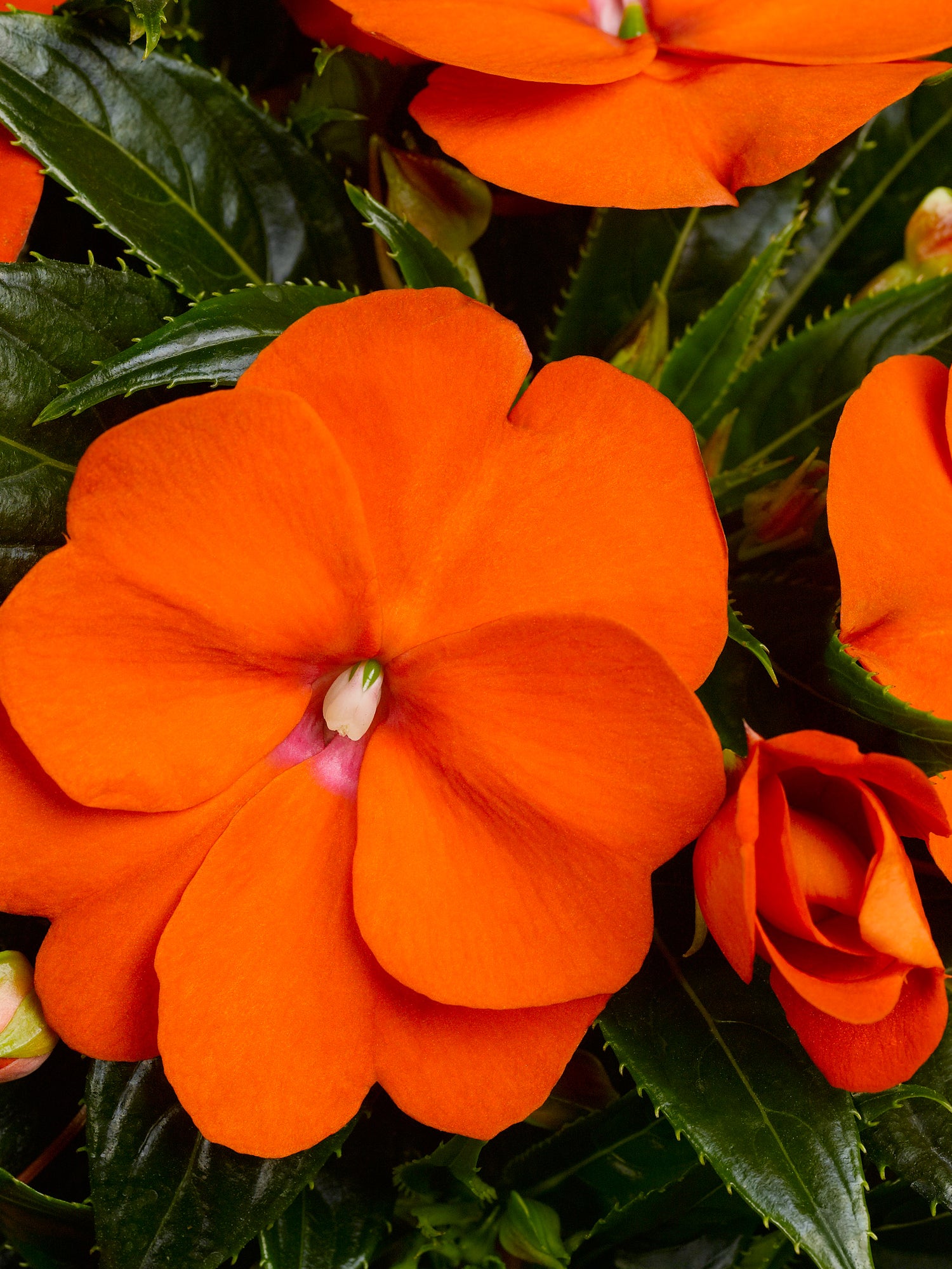 New Guinea Impatiens 'Sonic Orange'