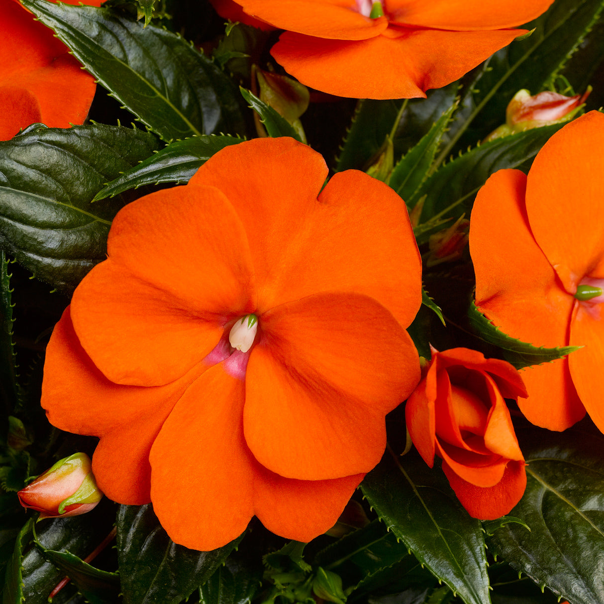 New Guinea Impatiens 'Sonic Orange'