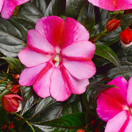 New Guinea Impatiens 'Sonic Sweet Purple'