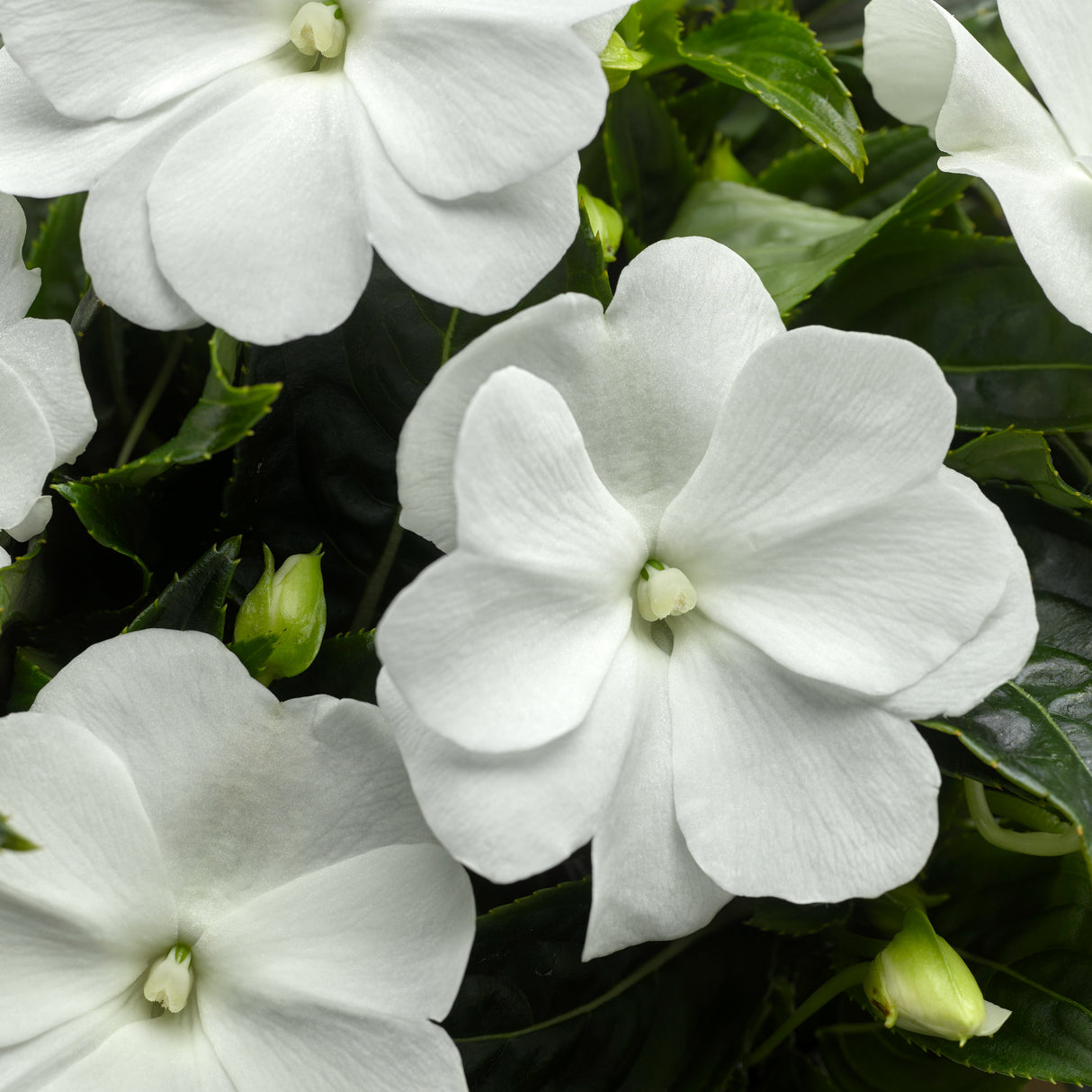 New Guinea Impatiens 'Sonic White'