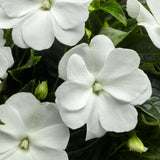 New Guinea Impatiens 'Sonic White'