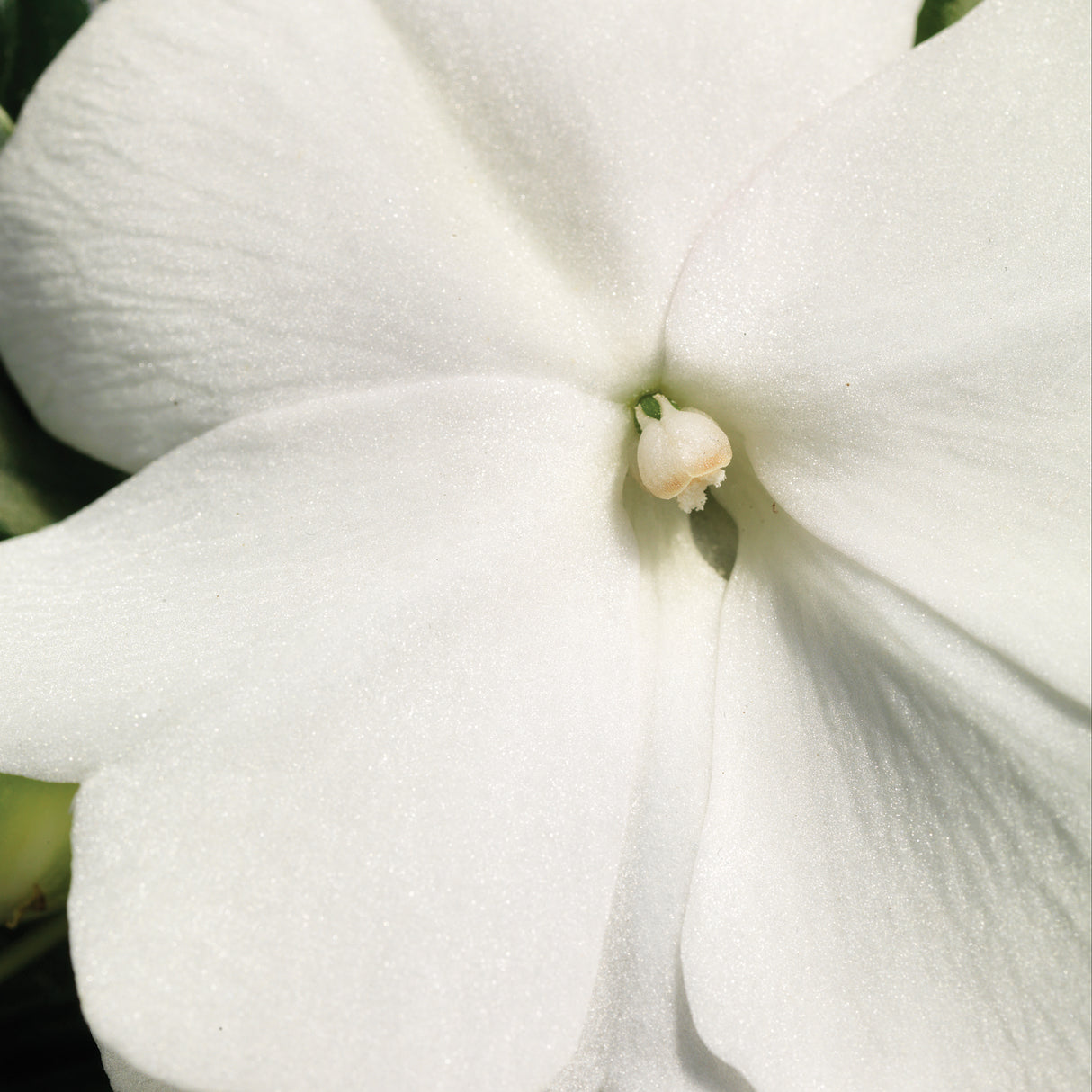 New Guinea Impatiens 'Sonic White'