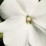 New Guinea Impatiens 'Sonic White'