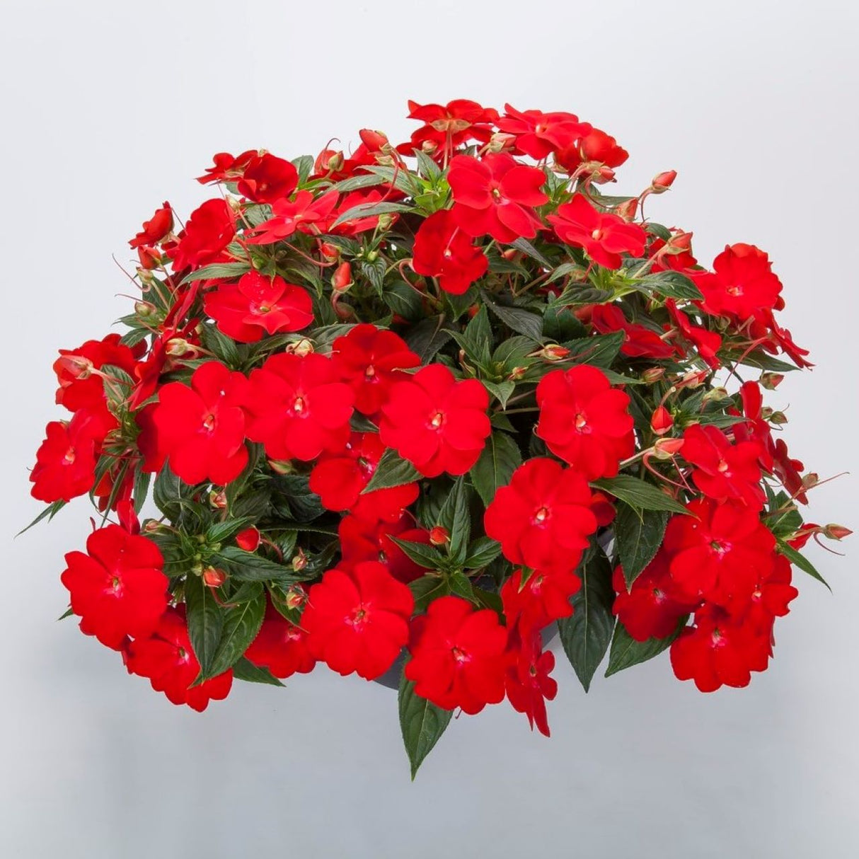 New Guinea Impatiens 'Spectra™ Bright Red'