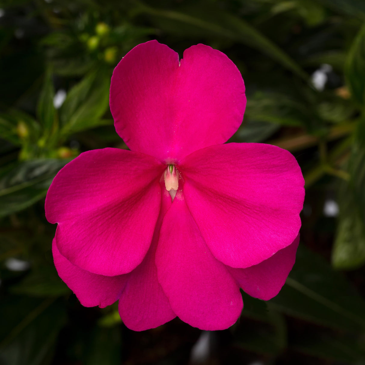 New Guinea Impatiens 'Spectra™ Magenta'