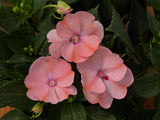 Impatiens SunPatiens® 'Compact Blush Pink'