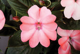 Impatiens SunPatiens® 'Compact Blush Pink'