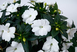 Impatiens SunPatiens® Compact Classic White