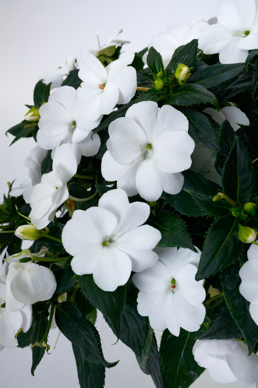 Impatiens SunPatiens® Compact Classic White close up