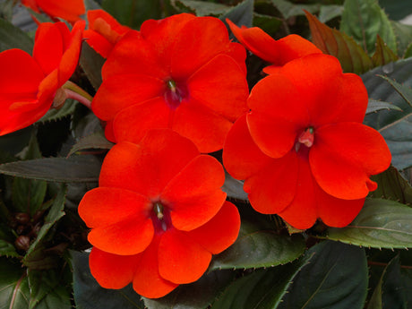 Impatiens SunPatiens® 'Compact Orange'