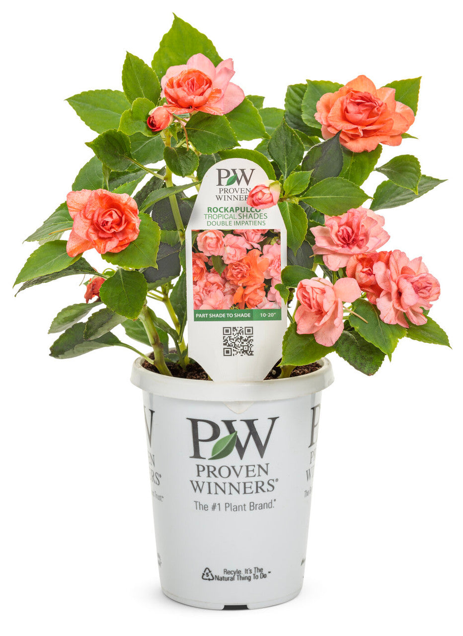 Impatiens walleriana 'Rockapulco® Tropical Shades' in pot