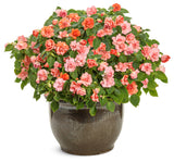 Impatiens walleriana 'Rockapulco® Tropical Shades' in decorative pot