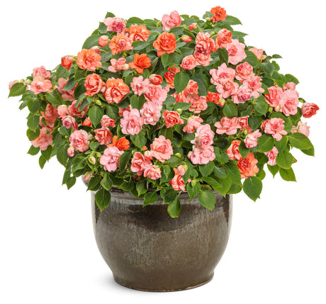 Impatiens walleriana 'Rockapulco® Tropical Shades' in decorative pot