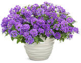 Verbena hybrid 'Superbena® Imperial Blue™' in decorative pot