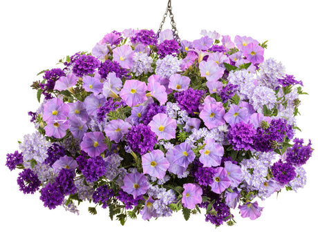 Verbena hybrid 'Superbena® Imperial Blue™' combination